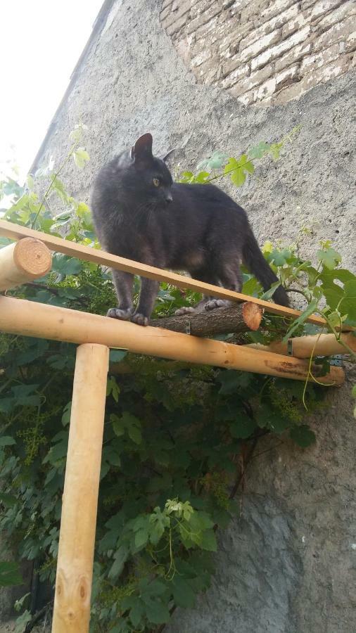 Der Kleine Bauernhof Keine Arbeiter Zadnych Pracownikow Daire Lubiatow  Dış mekan fotoğraf